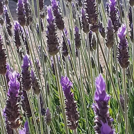 Bancales Panzió Benissa